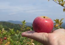 FALLing in Love with C’ville