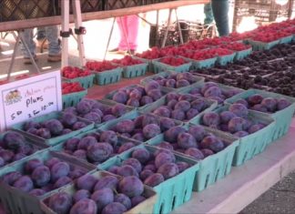 How Locals are Using SNAP Benefits at the Market this Saturday