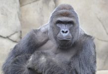 Cincinnati Zoo Fiasco Sparks National Debate