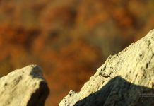 Explore the Beauty, Experience the Solitude, of Shenandoah National Park