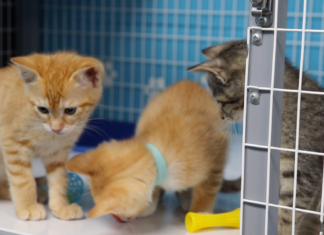 Kitten Season Care: Fluvanna SPCA Combats Costs to Adopt