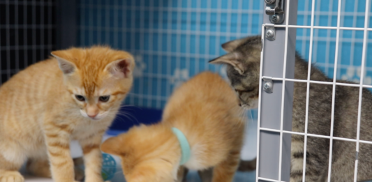 Kitten Season Care: Fluvanna SPCA Combats Costs to Adopt