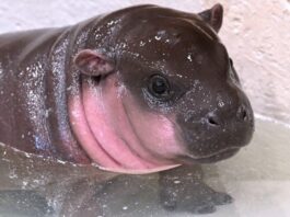 How Social Media Launched the Metro Richmond Zoo to National Fame